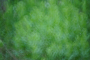 Abstract green background. Grass in the field.