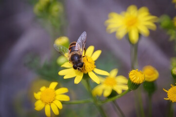 A bee collects pollen from yellow flowers.