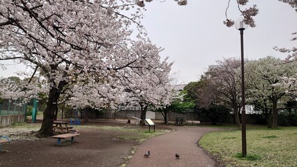 日本の桜と寺院