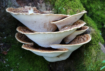 Edible tinder mushrooms cerioporus squamosus grow in nature