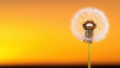 A beautiful dandelion flower in sunset light, showcasing intricate details and soft textures against a vibrant backdrop.