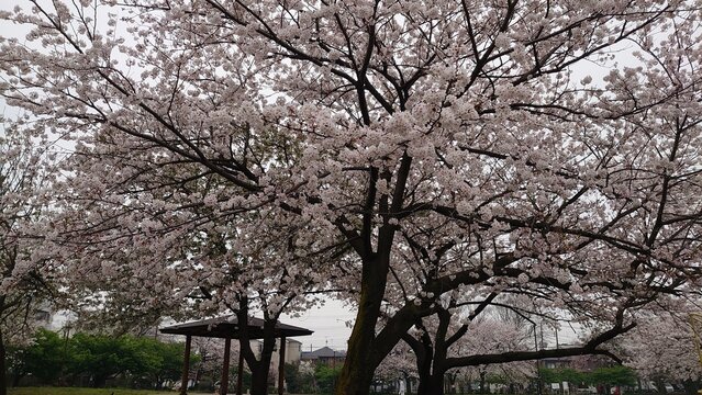 日本の桜と寺院