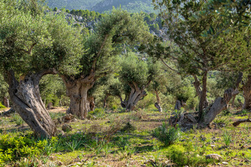Picturesque landscape traditional olive grove on island Mallorca, Spain. Ancient, twisted olive trees spread across rustic countryside, capturing essence Mediterranean charm