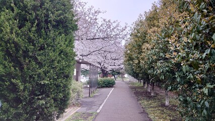 日本の桜と寺院
