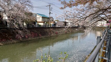 日本の桜