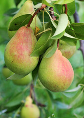 Pears ripen on the tree branch.