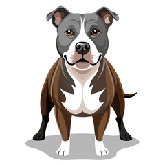 Fototapeta premium american pit bull terrier dog isolated on white, Color vector illustration. Pet animal 