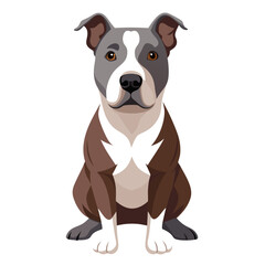 Fototapeta premium american pit bull terrier dog isolated on white, Color vector illustration. Pet animal 
