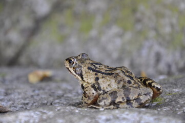 Frog in the French Alps