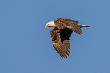 A Bald Eagle Glides Through the Sky. Isolated on a White Background