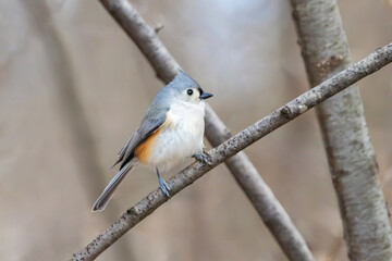 A Tufted Titmouse Perched On A Branch in a Barren Forest
