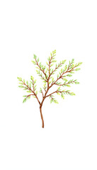 green thuja branches on a white isolated background, hand-drawn digital illustration. with white shades