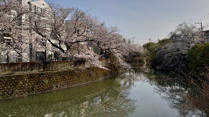 日本の桜