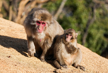 Japanese Macaque Monkeys