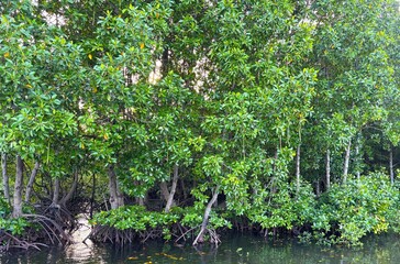 The natural beauty of the green mangrove forest, Bontang City, East Kalimantan, Indonesia