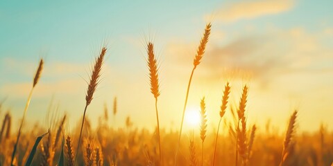 Golden wheat field sunrise agricultural landscape nature serene environment wide angle view tranquility concept