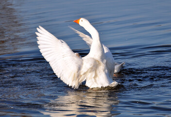 The geese swim in the river