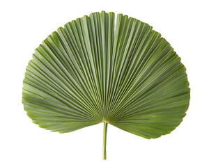 Fan-shaped green leaf, detailed texture, white isolate background