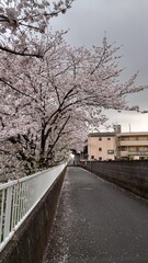 日本の桜