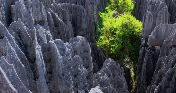 The Unique Tsingy de Bemaraha Stone Forest In Madagascar