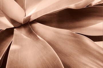 Abstract Close-Up of Agave Plant