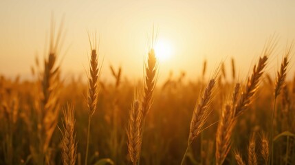 Obraz premium Golden Wheat Field Under Warm Sunlight at Dusk or Dawn