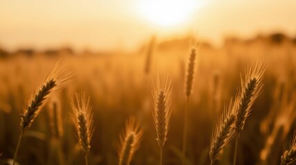Fototapeta premium Golden Wheat Field at Sunrise with Soft Light and Blurry Background