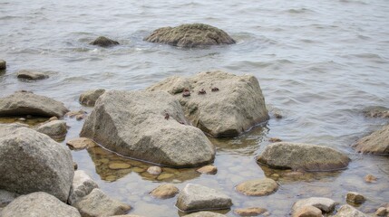 Fototapeta premium Crabs Crawling on Rocky Shoreline by Calm Water in Natural Habitat