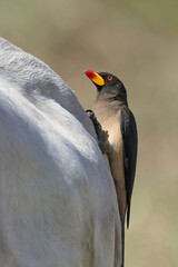 Yellow-billed oxpecker (Buphagus africanus)