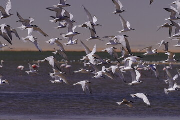 flock of seagulls