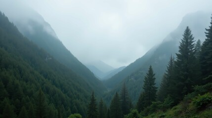 Fototapeta premium Misty Mountain Valley Landscape with Evergreen Trees and Fog