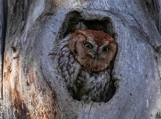 Red-morph Eastern Screech Owl