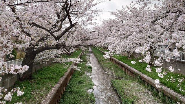日本の桜