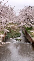 日本の桜