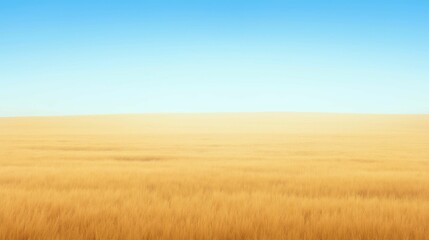 Fototapeta premium Expansive Golden Field Under Clear Blue Sky in Daylight
