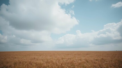 Golden Grassland Under Dramatic Clouds on a Clear Day