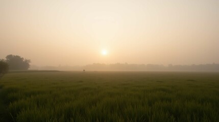 Serene Misty Sunrise Over Lush Green Rice Fields in Tranquil Landscape
