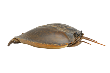 Horseshoe crab with a large, rounded, brown shell that curves smoothly. PNG transparent.