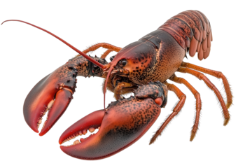 Red lobster with a hard, segmented exoskeleton and large, powerful claws raised slightly. PNG transparent.