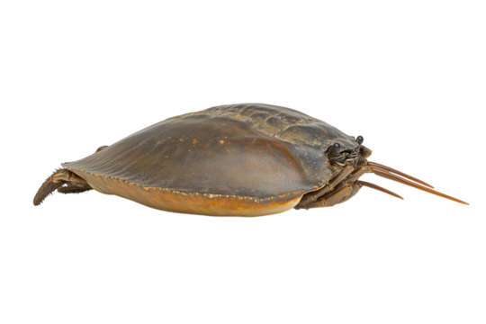 Horseshoe crab with a large, rounded, brown shell that curves smoothly. PNG transparent.