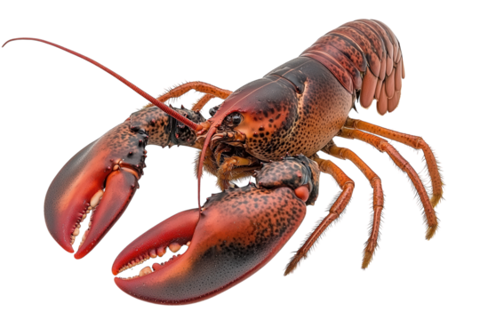 Red lobster with a hard, segmented exoskeleton and large, powerful claws raised slightly. PNG transparent.