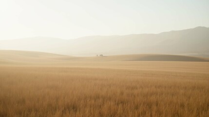 Fototapeta premium Serene Landscape of Golden Wheat Fields Under Soft Morning Light