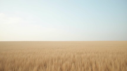 Obraz premium Vast Golden Wheat Field Under Clear Blue Sky During Daylight