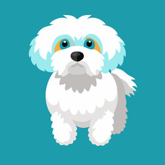 bichon frise dog isolated on white, Color vector illustration. Pet animal  