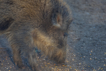 Wild boar - Sus scrofa - in the forest and by the in its natural habitat. Photo of wild nature