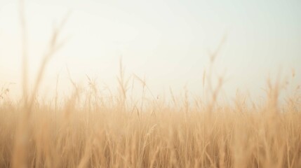 Obraz premium Golden Field of Grass Under Soft Blue Sky in Warm Sunlight