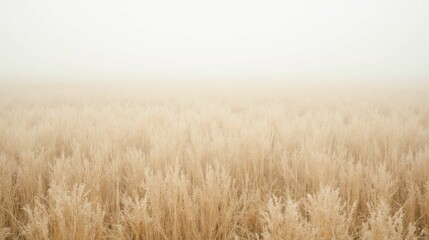 Obraz premium Serene Misty Field of Golden Grass at Dawn in Soft Light