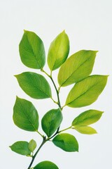 Obraz premium Close-up shot of a plant with green leaves and stem