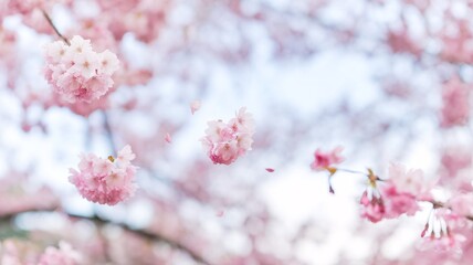 Obraz premium Cherry blossoms bloom vividly in spring at a tranquil park under a bright blue sky
