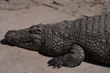 Naklejka premium crocodile farm